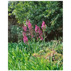Gladiolus palustris, Sumpf-Gladiole, rosa, ca. 9x9 cm Topf
