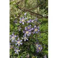 Pflanzen Für Dich Clematis integrifolia 'Durandii' 2L 60- 100