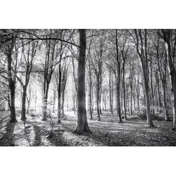 Fototapete PAPERMOON "Wald Schwarz & Weiß", schwarz (schwarz, weiß), B:3,50m L:2,60m, Vlies, Tapeten