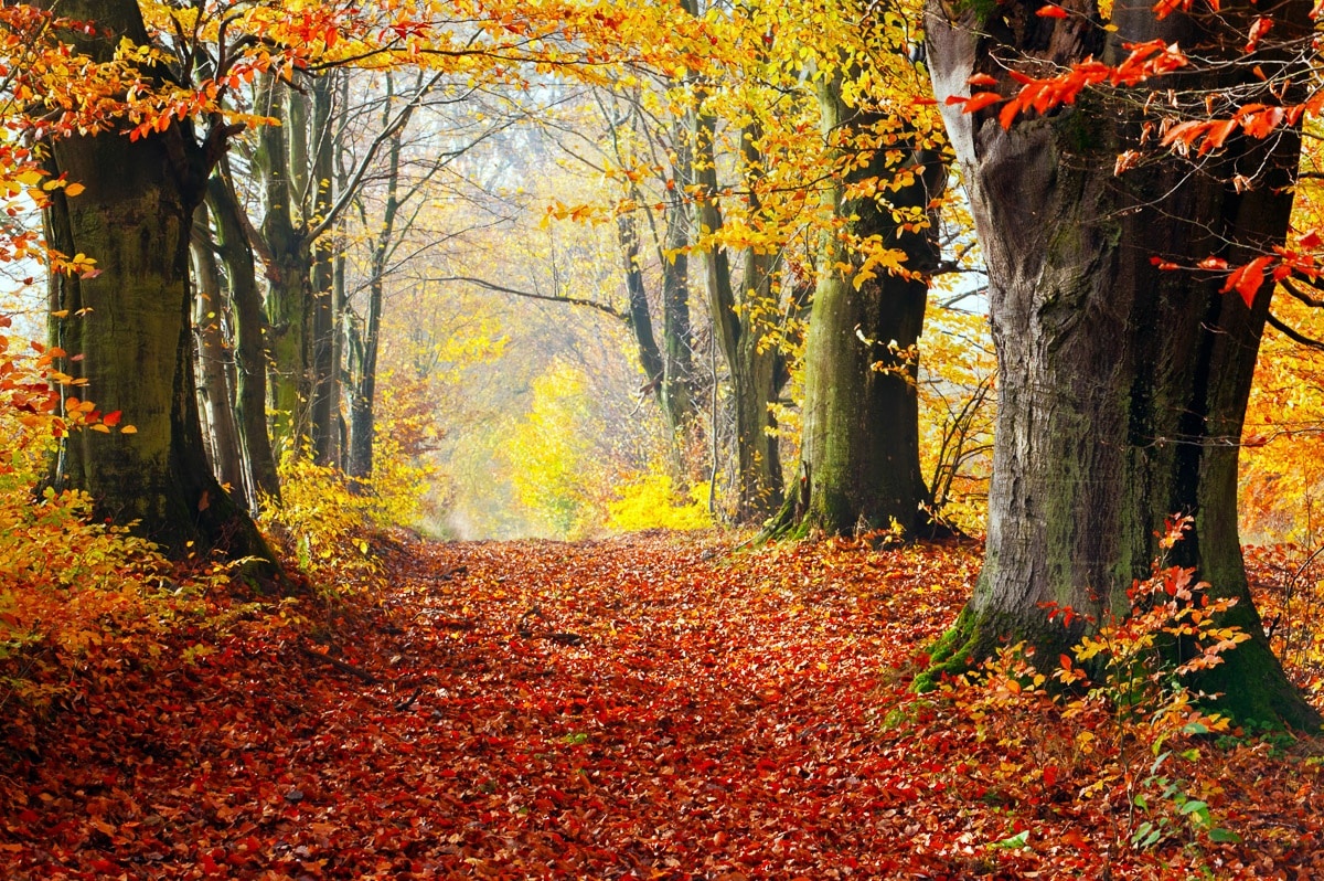 PAPERMOON Fototapete "Mystischer Herbstpfad" Tapeten Gr. B/L: 5 m x 2,8 m, Bahnen: 10 St., bunt (mehrfarbig) Fototapeten