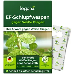 EF-Schlupfwespen gegen Weiße Fliegen