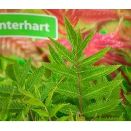 Dehner Sibirische Fiederspiere Sem, Hellgrün