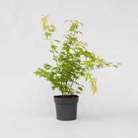 Plant in a Box - Acer palmatum 'Orange Dream'