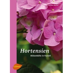 Hortensien