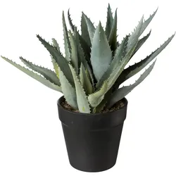 Deko-Pflanze im Topf 23cm ALOE - grün