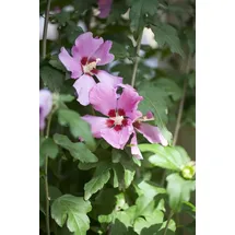 PlantaPro Hibiscus syriacus 'Woodbridge' 100–125 cm – Winterhart, Mehrjährig, Pflegeleicht – Gartenhibiskus – Heckenpflanze für Garten & Sichtschutz