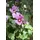 PlantaPro Hibiscus syriacus 'Woodbridge' 100–125 cm – Winterhart, Mehrjährig, Pflegeleicht – Gartenhibiskus – Heckenpflanze für Garten & Sichtschutz