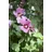 PlantaPro Hibiscus syriacus 'Woodbridge' 100–125 cm – Winterhart, Mehrjährig, Pflegeleicht – Gartenhibiskus – Heckenpflanze für Garten & Sichtschutz