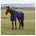 Weatherbeeta Pferde-Thermodecke Weatherbeeta 220g 160 cm 7 0 cm