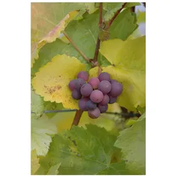 Vitis vinifera, kernlos, rot, 80–100 cm
