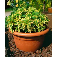 Pflanzen Für Dich Melissa officinalis 'Aureovariegata', Zitronenmelisse, ca. 9x9