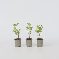 Plant in a Box - Geißblatt - 6 Stk