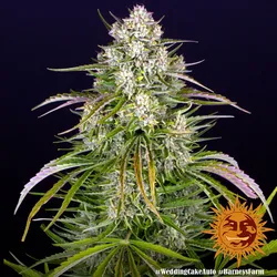 BF Wedding Cake Auto Fem. 3St.