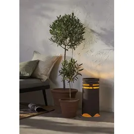 Star Trading Marron (IP44)