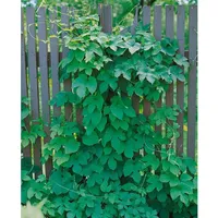 Pflanzen Für Dich Humulus lupulus 'Pure', Hopfen, 40–60 cm