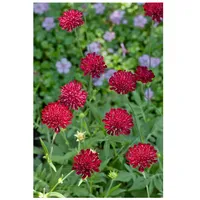 Pflanzen Für Dich Knautia macedonica 'Mars Midget' p 0,5