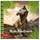 ROTH Freundebuch Tyrannosaurus 16,5x16,5cm 64 Seiten