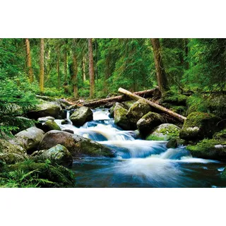 Papermoon Vlies- Fototapete Digitaldruck 250 x 180 cm Deep Forrest