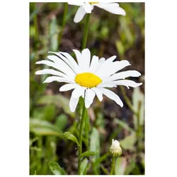 Leucanthemum x superbum 'Silberprinzesschen', Margerite, weiß, ca. 9x9 cm Topf