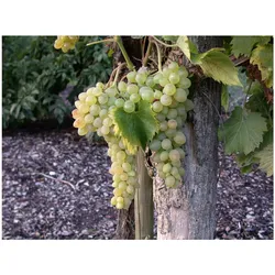 Vitis vinifera 'Solaris', Weinrebe, 80–100 cm