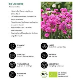Dehner Bio Stauden-Set Großer Alpengarten, 24-teilig, Bunt