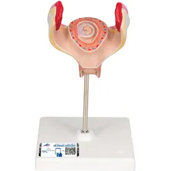 Embryo Modell, 1. Monat - 3B Smart Anatomy