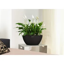 LECHUZA Cubeto Stone 40 Komplettset Ø 40 x 18 cm graphitschwarz