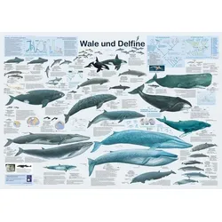 Wale und Delfine