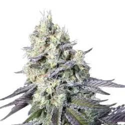 Purple Mints | Feminisierte Cannabissamen von Paradise Seeds | 5 Hanfsamen