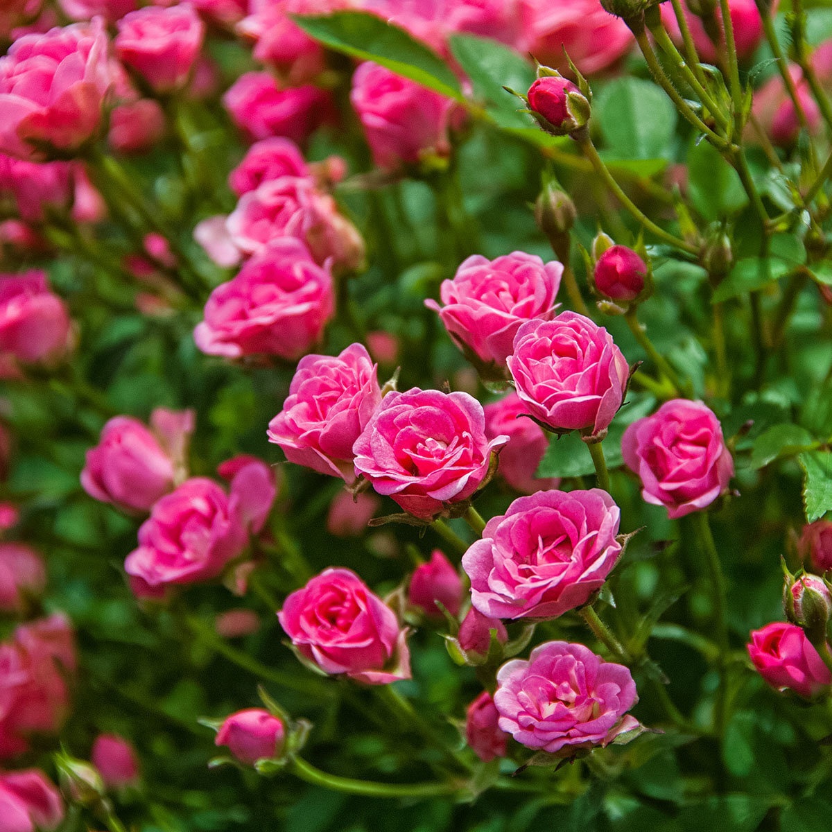 Mini-Rose Lilly RoseTM Im 2-Liter-Topf  Pink