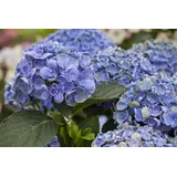 Pflanzen Für Dich Hydrangea Mac. 'Hovaria® Hopcorn' Bauernhortensie 30–40 cm