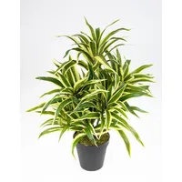 Seidenblumen Roß Dracena 42cm grün-gelb im Topf DA Drachenbaum