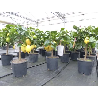 gruenwaren jakubik Grünwaren: echter Zitronenbaum 50 - 70 cm Zitrone Citrus Limon Zitruspflanze