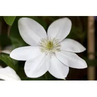 PlantaPro Clematis Hybride 'Shirayukihime' 2L 60- 100