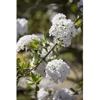 Pflanzen Für Dich Viburnum burkwoodii, Duft-Schneeball, immergrün, 60–80 cm