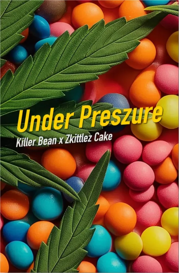 Dope Seeds Under Preszure 3 Samen