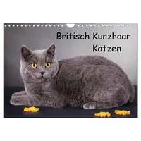 Calvendo Britisch Kurzhaar Katzen (Wandkalender 2026 DIN A4 quer),