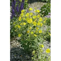 Pflanzen Für Dich Oenothera tetragona Nachtkerze, ca. 9x9 cm