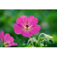 PlantaPro Geranium wallichianum 'Pink Penny' -r- p 1