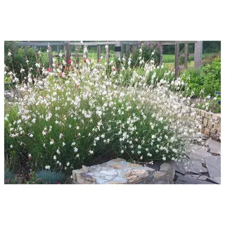 10 x Gaura lindheimeri 'Whirling Butterflies‘ (Stauden/Staude/Winterhart/Mehrjährig) Prachtkerze weiß - Dauerblüher - Schwebende Blüten, die wie Schmetterlinge wirken - von Stauden Gänge