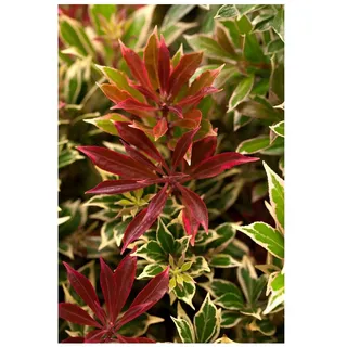 Pflanzen Für Dich Pieris japonica 'Flaming Silver', Japanische Lavendelheide, 20–25 cm