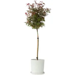 Plant in a Box Japanischer Ahornbaum - Acer palmatum Shaina Höhe 80-90cm