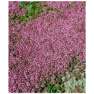 Pflanzen Für Dich Thymus serpyllum 'Pink Chintz' p 0,5