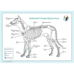 Akupunktur-Tafel Hund