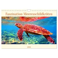 Calvendo Faszination Meeresschildkröten (Wandkalender 2026 DIN A4 quer), CALVENDO