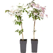Plant in a Box - 2 Stk - Clematis montana 'Fragrant Spring' - Höhe 60-70cm - Topf 15cm
