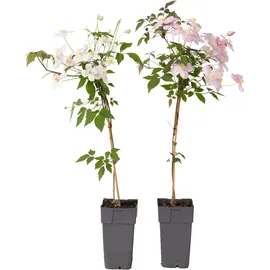 Plant in a Box - 2 Stk - Clematis montana 'Fragrant Spring' - Höhe 60-70cm - Topf 15cm
