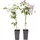 Plant in a Box - 2 Stk - Clematis montana 'Fragrant Spring' - Höhe 60-70cm - Topf 15cm