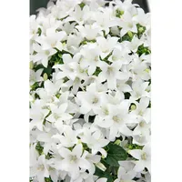 Pflanzen Für Dich Campanula cochleariifolia Bayerische Glockenblume, weiß, ca.