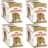 Royal Canin Yorkshire Terrier Adult 48 x 85 g